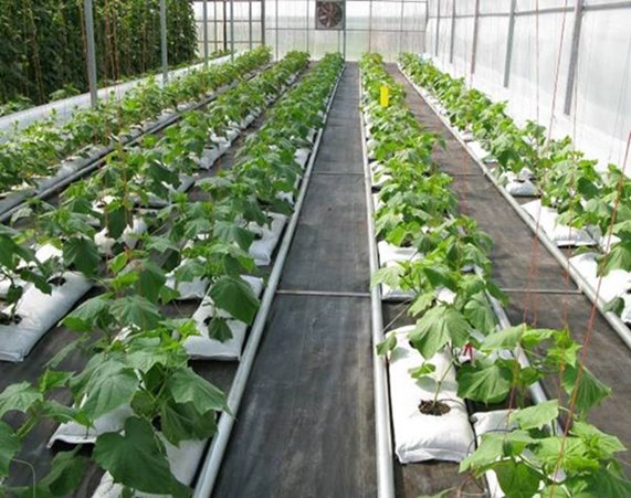 A photo inside a greenhouse showing 5 long rows of long English cucumber plants.