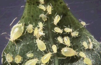 Une photo de plusieurs nymphes et adultes sans ailes du puceron vert du pêcher.