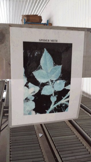 A photo of a pest identification sign posted above a conveyor belt. The sign says Spider mite and shows a photo of leaves covered in webbing.