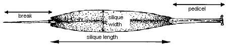 Diagram – silique. Description follows.