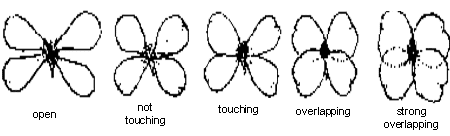 Diagram – petal spacing. Description follows.