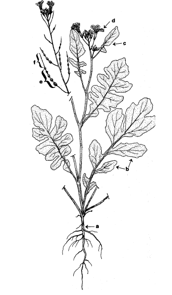 Diagramme – plant de radis cultivé. Description ci-dessous.