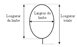 Diagramme – feuille de la moutarde et du canola. Description ci-dessous.