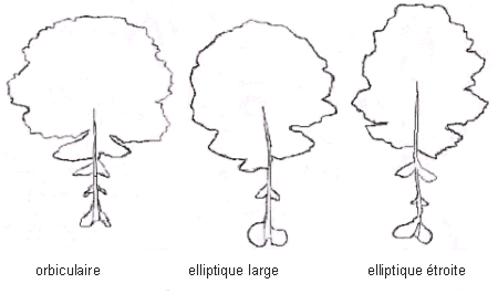Diagramme – feuilles pétiolées. Description ci-dessous.