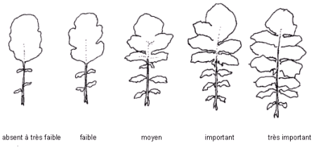 Diagramme – développement des lobes de feuilles. Description ci-dessous.
