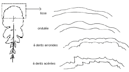 Diagramme – forme de la marge d'une feuille. Description ci-dessous.