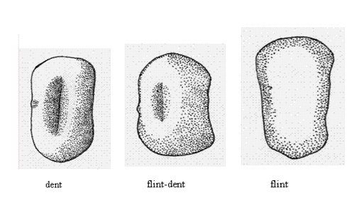 Corn kernel shape. Description follows.