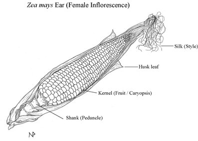 Corn ear detail. Description follows.