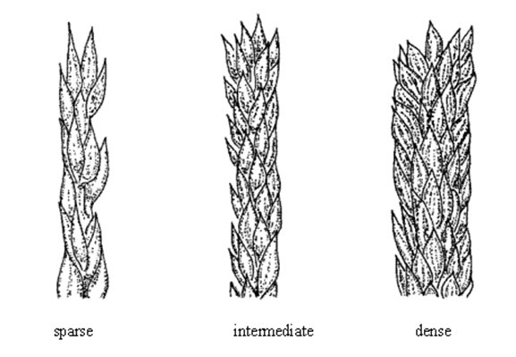 Corn tassel: density of main axis. Description follows.