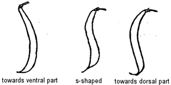 Shape of pod curvature - towards ventral part, s-shaped, towards dorsal part. Description follows.