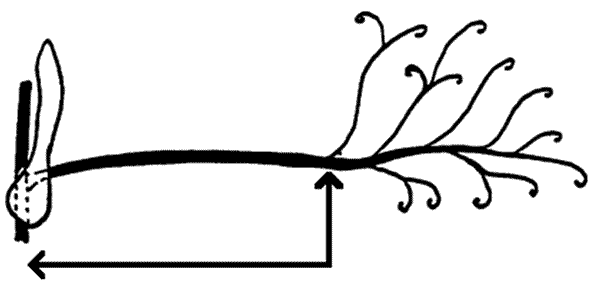 Diagramme - longueur du pétiole. Description ci-dessous.