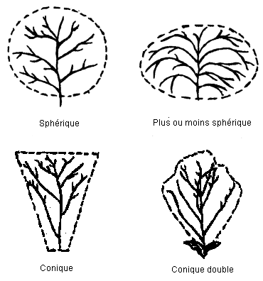 Forme de l'inflorescence. Description ci-dessous.