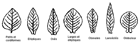 Forme des limbes des feuilles. Description ci-dessous.