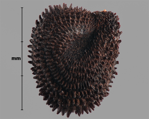 Photo - Purple cockle (Agrostemma githago) seed (side view)
