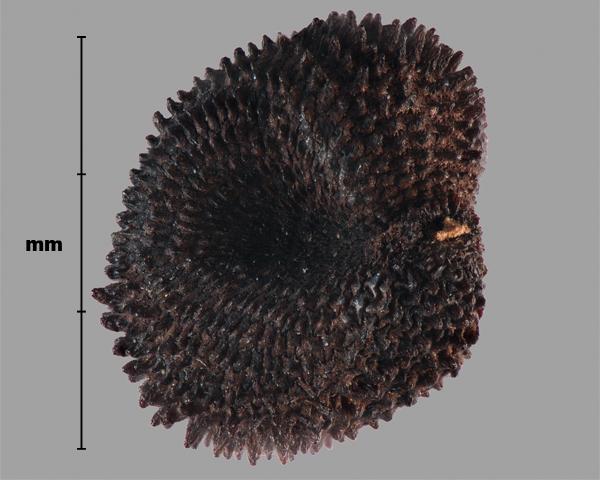 Photo - Purple cockle (Agrostemma githago) seed (hilum view)