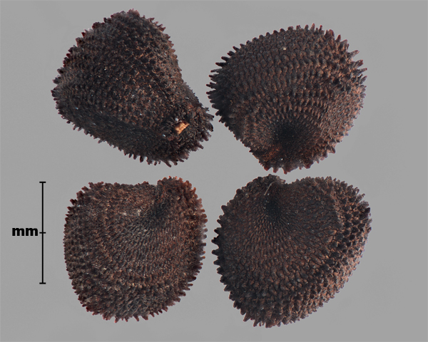 Photo - Purple cockle (Agrostemma githago) seeds