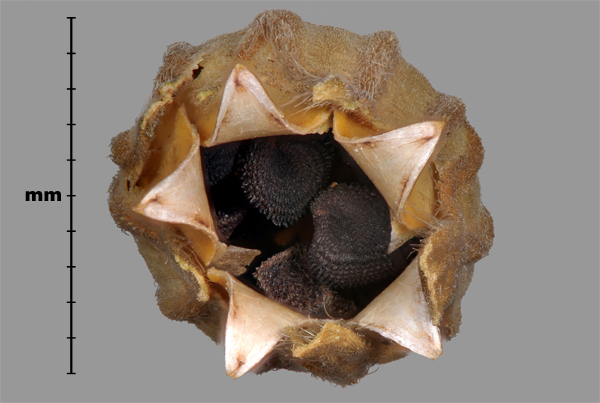 Photo - Purple cockle (Agrostemma githago) seeds in capsule
