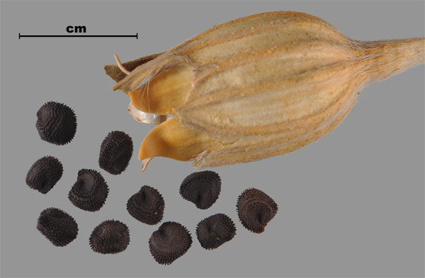 Photo - Purple cockle (Agrostemma githago) seeds and capsule