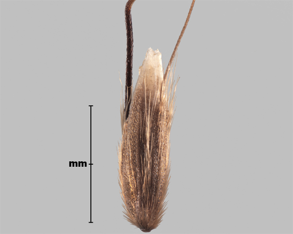Photo - Flouve aristée (Anthoxanthum aristatum), épillet