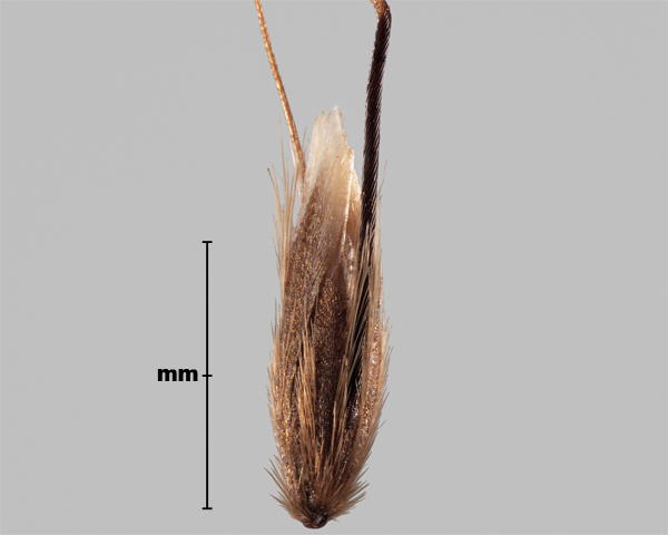 Photo - Flouve aristée (Anthoxanthum aristatum), épillet 2