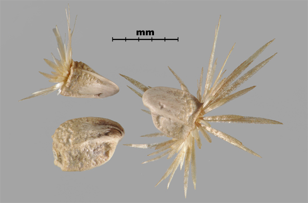 Photo - Woolly distaff thistle (Carthamus lanatus) achenes