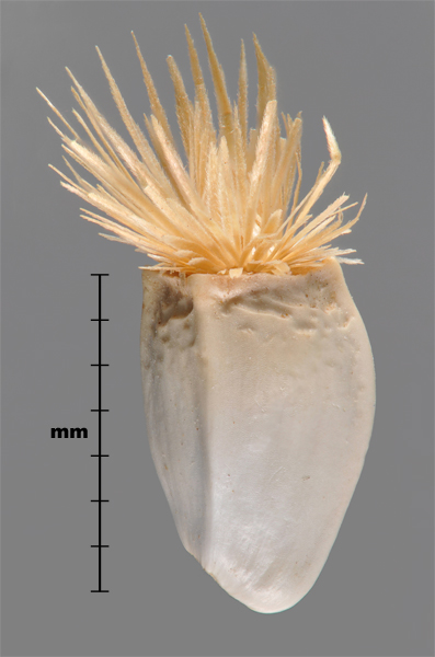 Photo - Similar species: Safflower (Carthamus tinctorius) achene