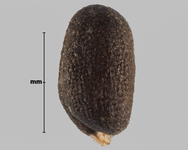 Photo - Vélar d'Orient (Conringia orientalis), graine (avec forme des cotylédons bien visible)