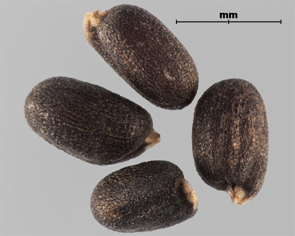 Photo - Hare's-ear mustard (Conringia orientalis) seeds