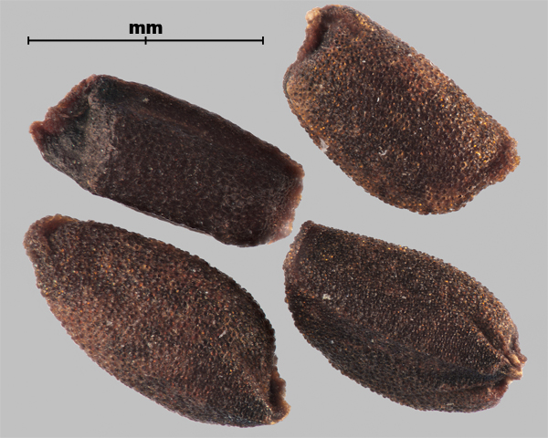Photo - Similar species: Dame's rocket (Hesperis matronalis) seeds
