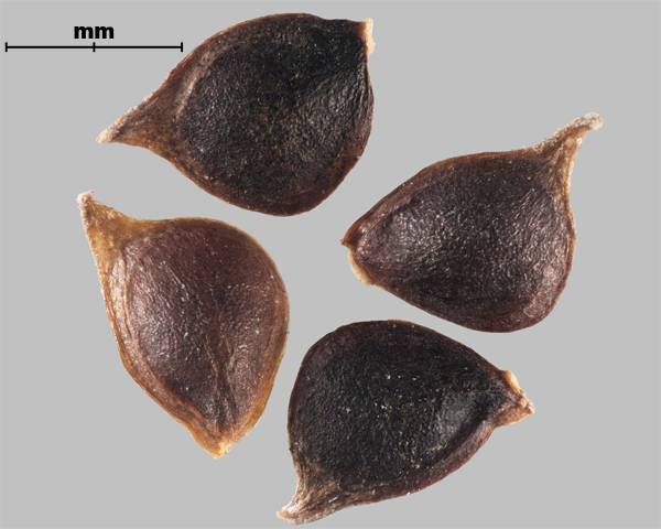 Photo - Similar species: Tall buttercup (Ranunculus acris) seeds