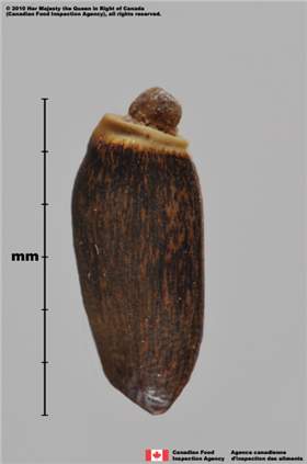 Photo - Blessed milkthistle (Silybum marianum) achene (side view)