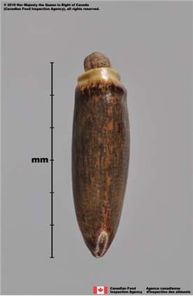 Photo - Blessed milkthistle (Silybum marianum) achene (edge view)