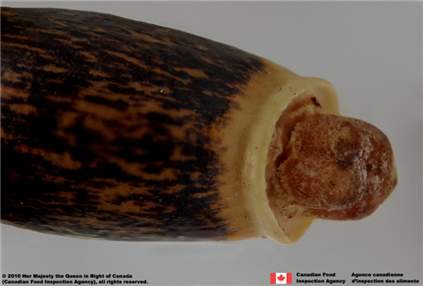 Photo - Blessed milkthistle (Silybum marianum) achene (close-up of peg at top)