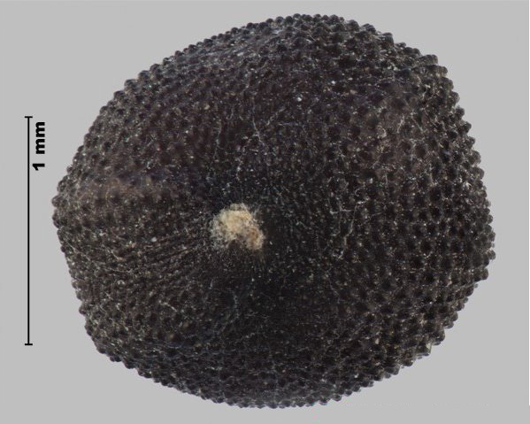 Photo - Cow cockle (Vaccaria hispanica) seed (in edge view, showing hilum)
